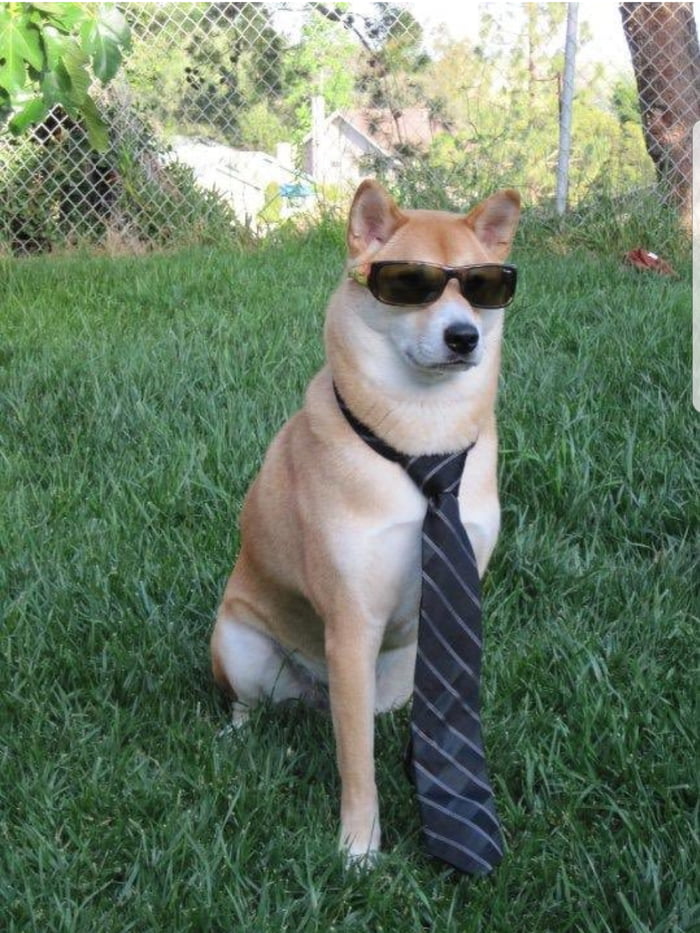 Ｄｏｇｇｏ ｄｏｅｓ ａ ｓｏｐｈｉｓｔｉｃａｔｅ