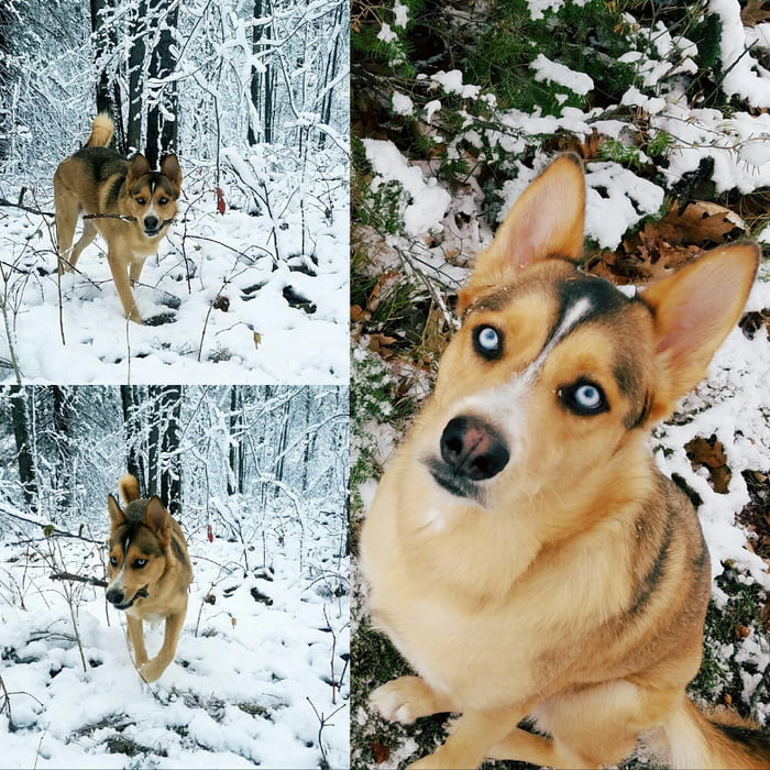 Siberian Husky, German Sheperd mix (Gerberian Shepsky)