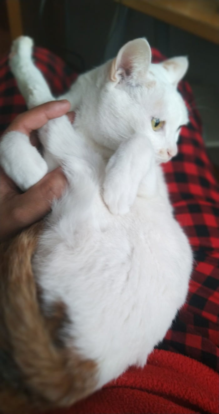 My cat Cupcake