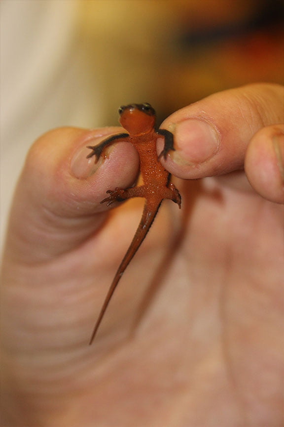 Lizard friend wants a hug.