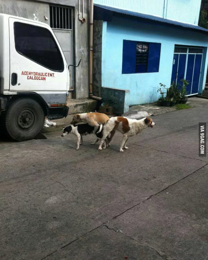 Dogs have a better sex life than most of the 9gaggers here