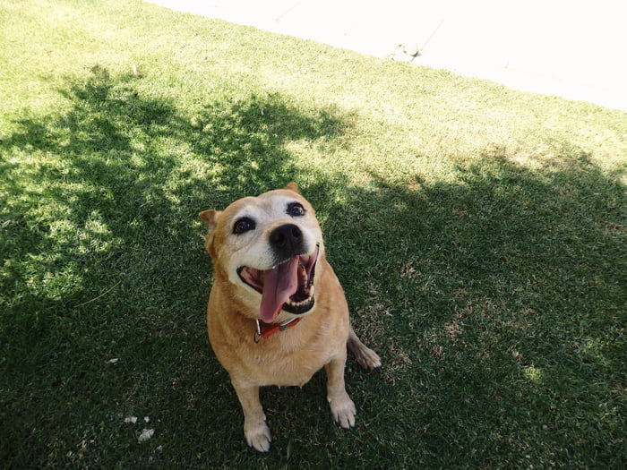 Snarlie - 11 year old red cattle dog