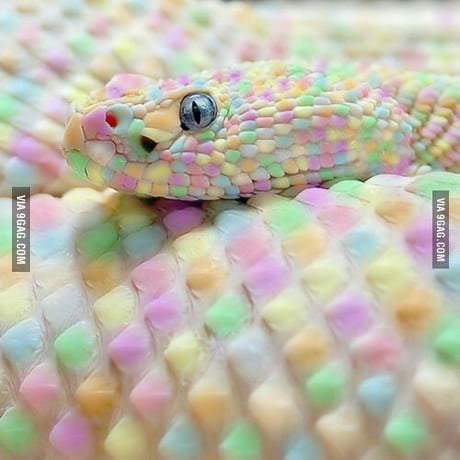 colorful snake