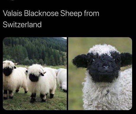 valais blacknose sheep plush