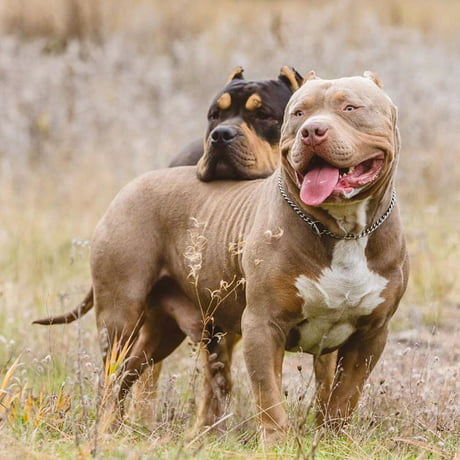 american bully funny