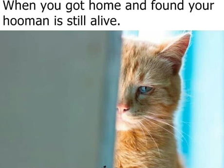 SAD CAT IS SAD