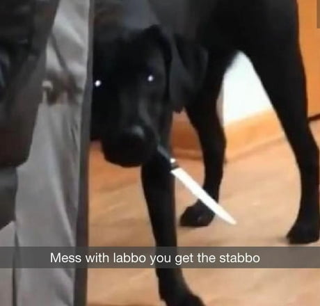 Mess with Labbo, you get the stabbo - 9GAG