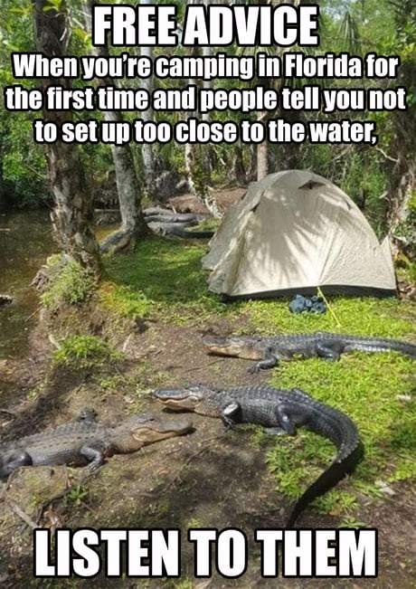 Just big lizards, kinda cute actually