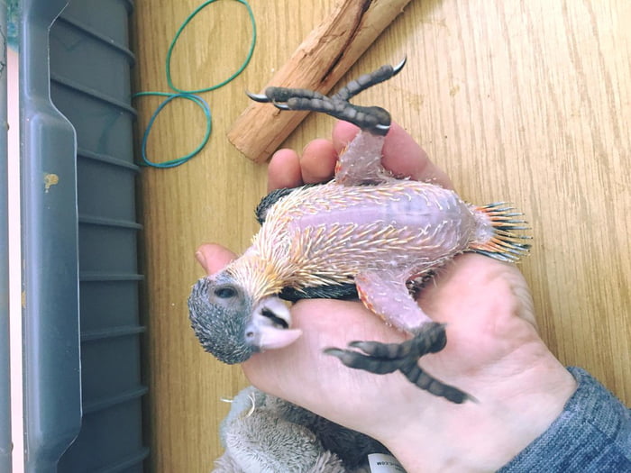 Help me to buy a birb (story in the comment)