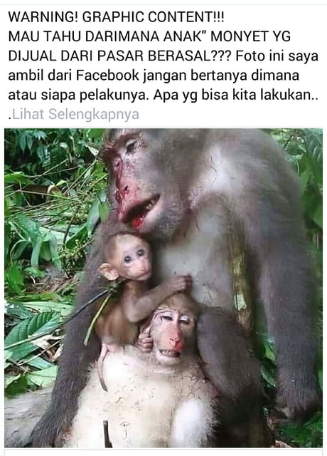 pet baby monkeys