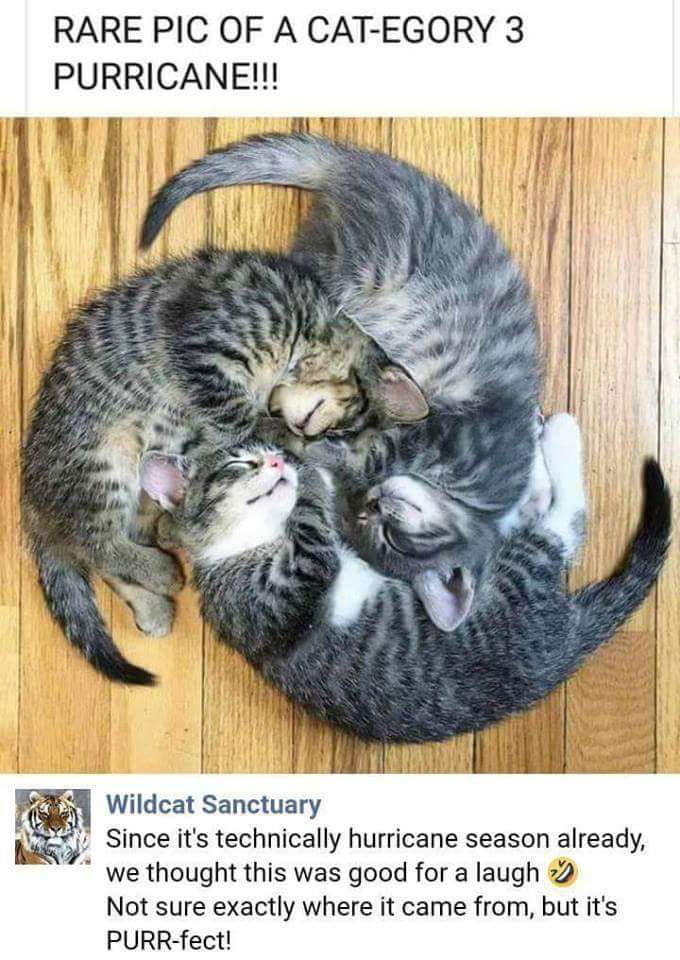 It's cat-astrophic