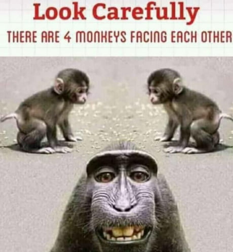 Best Funny monkey Memes - 9GAG