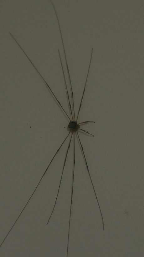 big clock spider