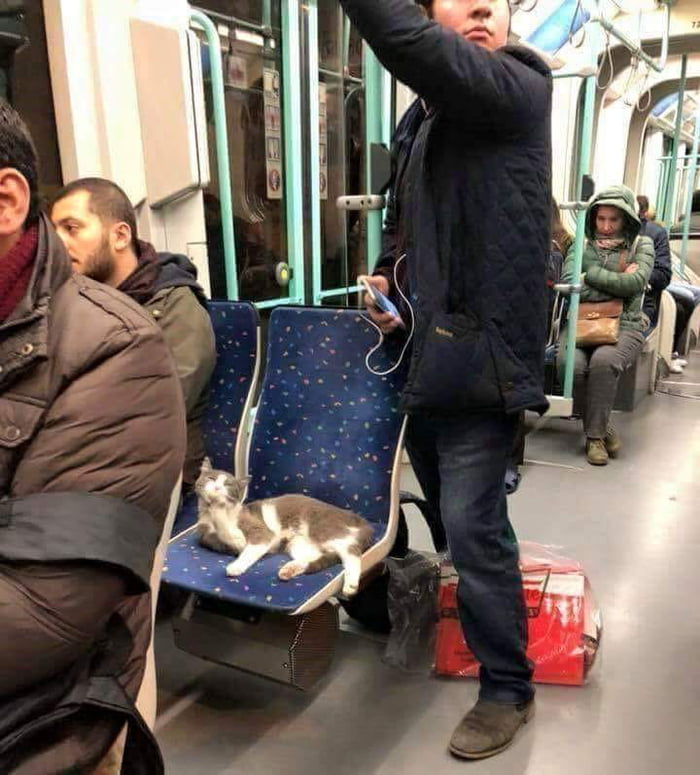 This cat is going places
