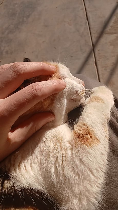 Dad passed away, couldn't hold my job, so fiancé left and took our two cats. Moved out of the city to a farm and now farm gato keeps me company. Life can get better. (Full sound for birb tweets and kitty purr)