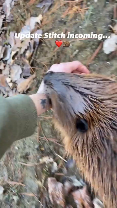 She has a nice beaver!
