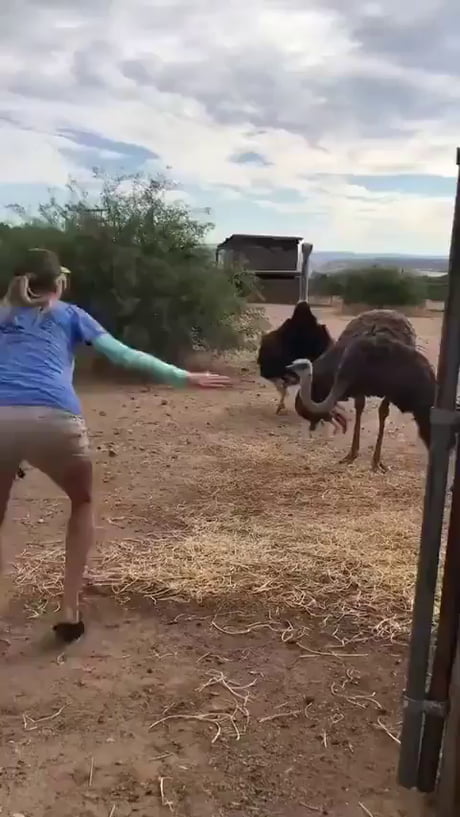 Who knew that an ostrich could be so fun