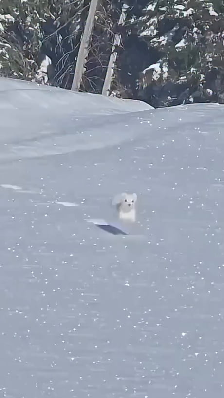 Snow rat
