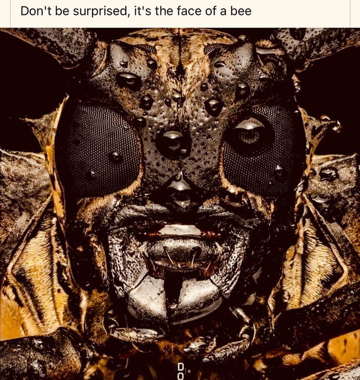 Now I know where the power rangers got their inspiration from