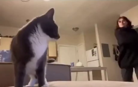 How to give pill to your cat.