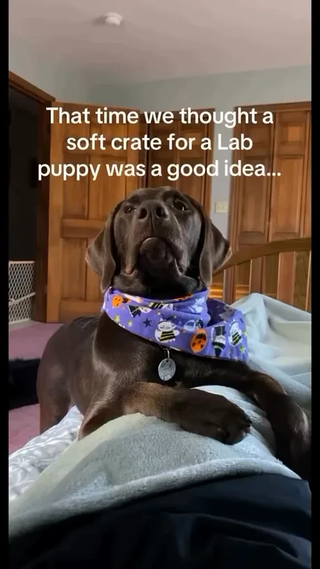 Labrador Dog Memes Let's Be Honest About Raising A Great Dog Let's