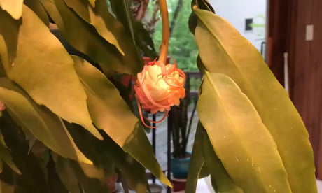 Queen of the Night (Epiphyllum Oxypetalum) opens once a year after sunset for one night and one night only