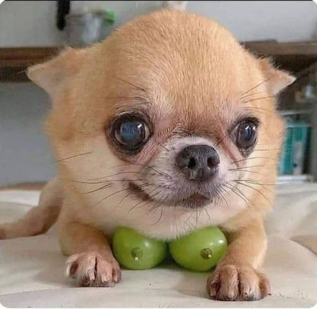 Best Funny onlyfans Memes - 9GAG