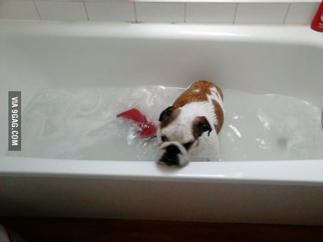 Just My Dog Enjoying Her Bath Not All, Why Does My Dog Like To Lay In The Bathtub