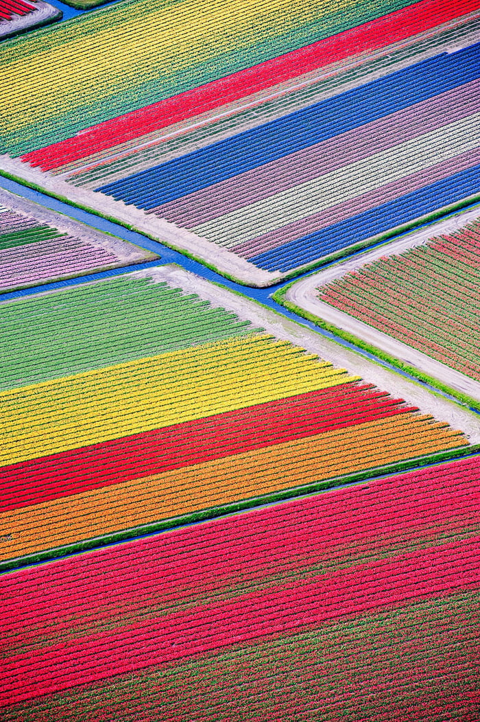 A tulip field in the Netherlands