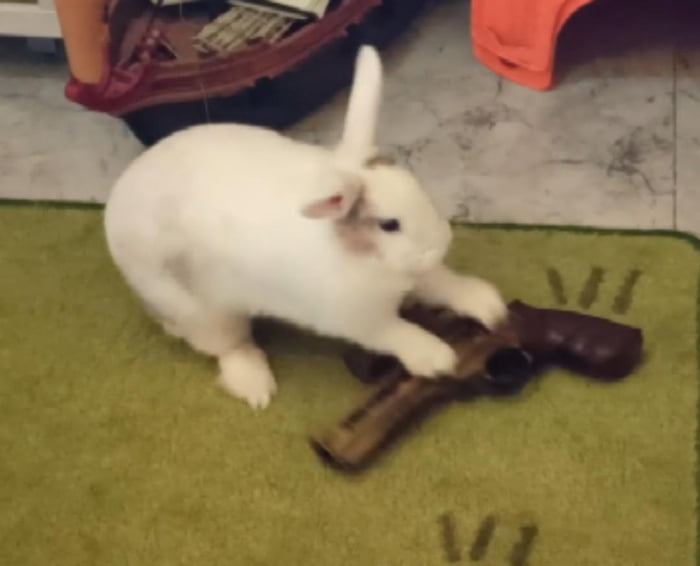 Bunny gun 9GAG