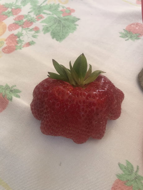 Chernobyl Strawberries PDF Free Download Chernobyl Strawberries PDF Free Download