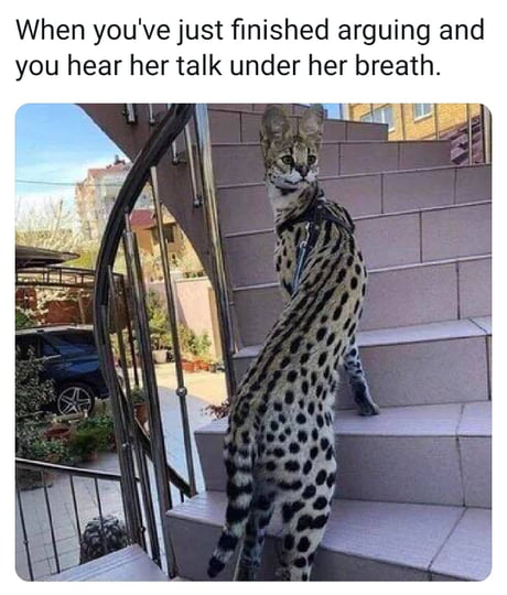 Especially when you close the door and comes back in