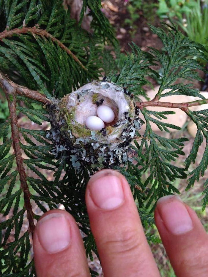 A hummingbird&rsquo;s nest