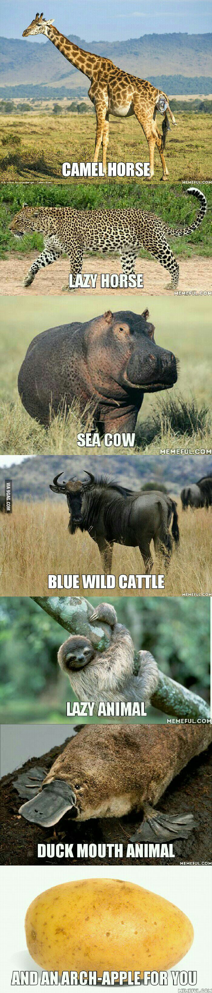 Some Afrikaans Animal Names Directly Translated To English 9GAG