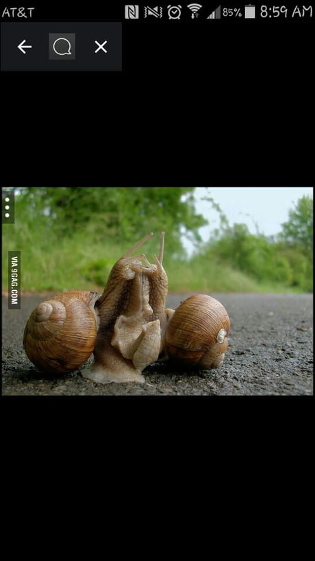 460px x 818px - Is this snail porn..? - 9GAG