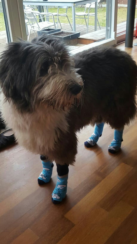 can dogs wear socks