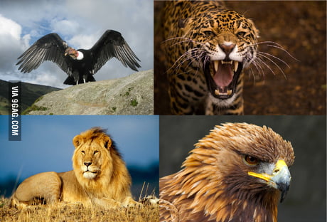 The national animals of the four remaining countries of the world cup - 9GAG The national animals of the four remaining countries of the world cup - 9GAG