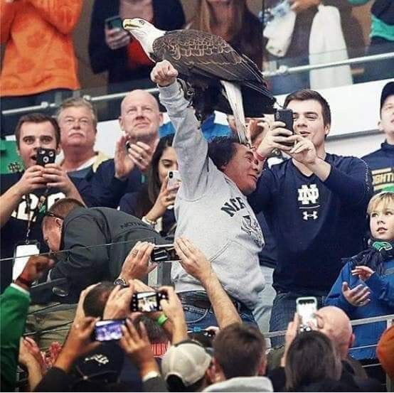 An eagle decided to land at one of the two college football games played today. That eagle managed to find probably one of the only Natives sitting in the stands at the game.