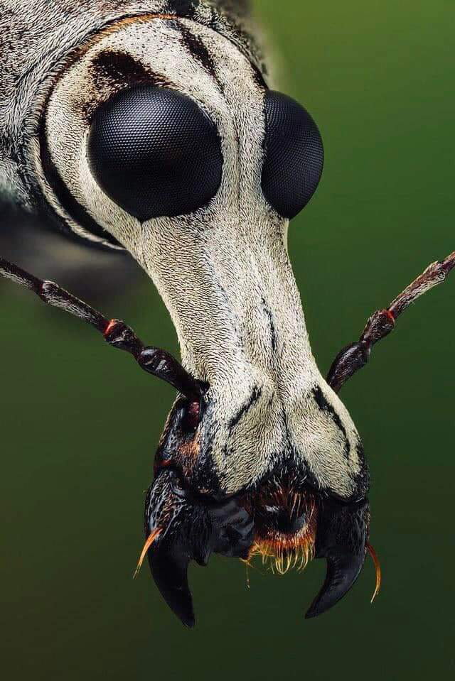 Close up photo of fungus weevil s face 9gag