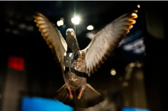 A pigeon wearing a spy camera is on display at the recently renovated ...