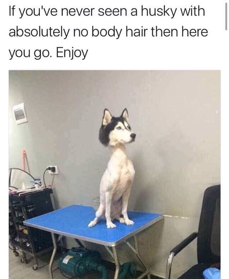 Husky Now Available As A Bobble Head 9gag