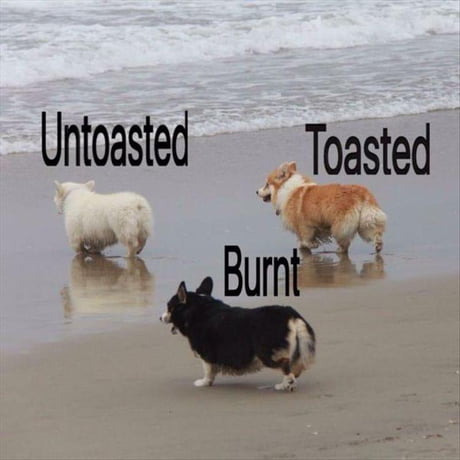 can you give toast to dogs