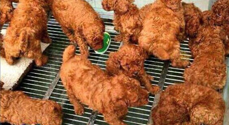 Puppies fried chicken