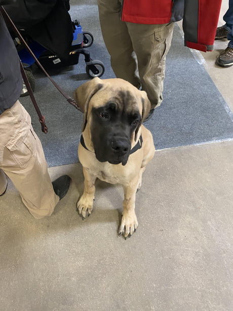 english mastiff service dog