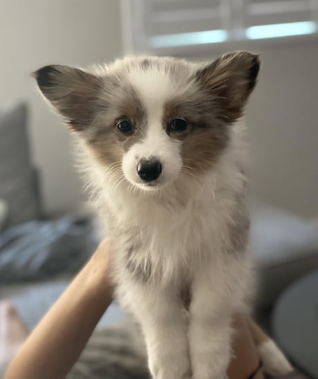 Corgi pom store