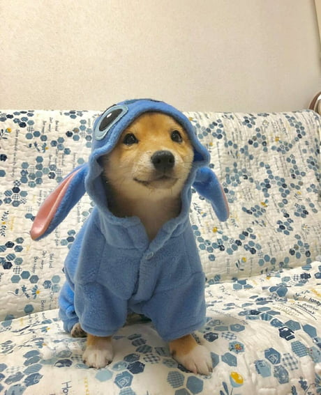 dog lilo costume