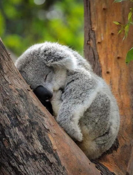 Sleeping baby koala - 9GAG