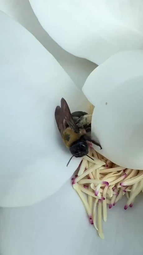 Bee reacts to massive stash of pollen.