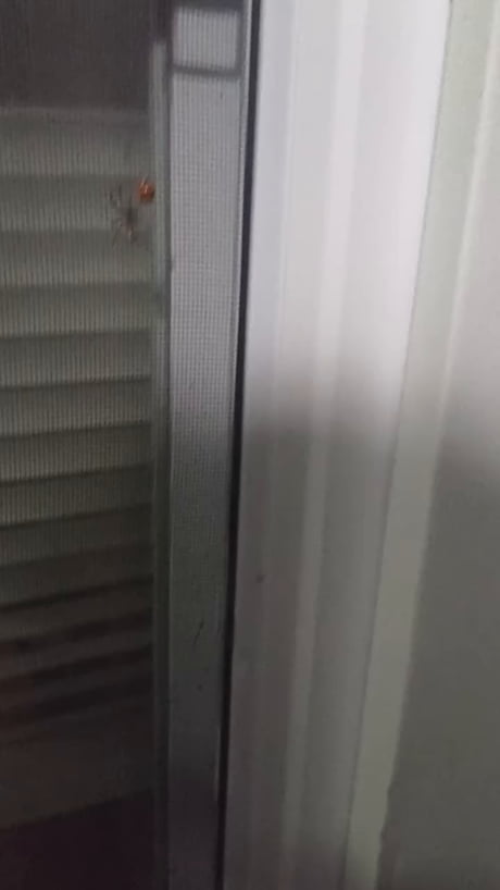 The ladybug got away!