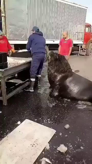 It's bring your pets to work day!